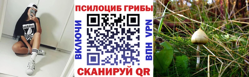 Псилоцибиновые грибы Cubensis  Полтавская 